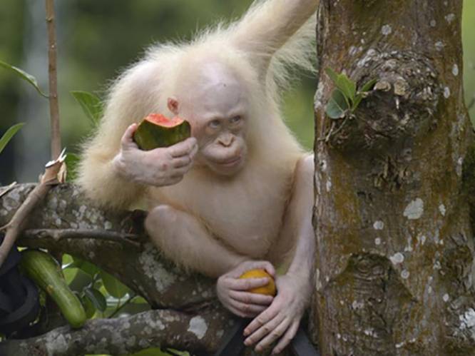 Enige albino orang-oetan ter wereld grof wild voor stropers, dus krijgt ze privé-eiland