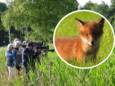 Jonge vosjes zorgen voor drukte in Leusden.