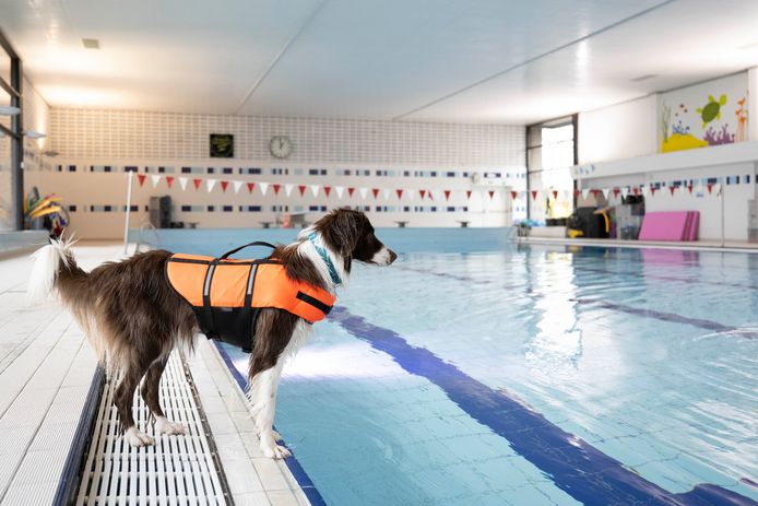 De bordercollie van Laura Rypens maakt zich op voor een zwembeurt.