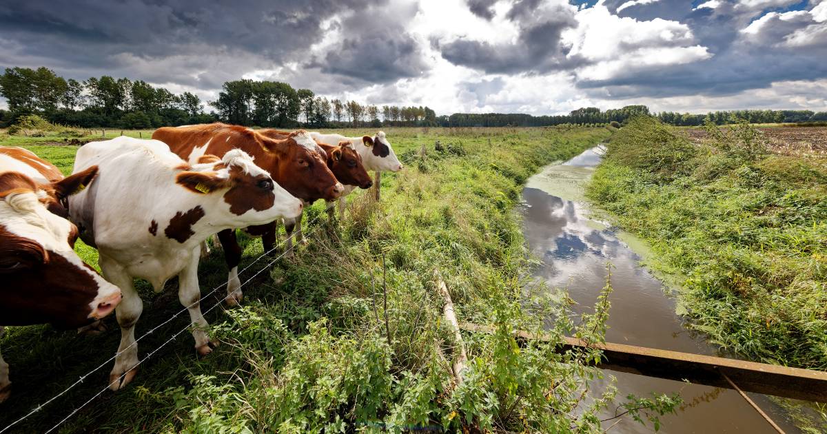 Groote Waterloop wordt natuurlijke verbinding tussen de Scheeken en het Dommeldal - Eindhovens Dagbl