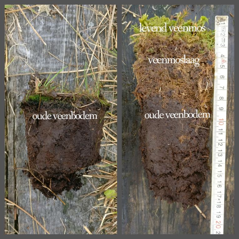 Links de oude situatie, rechts een doorsnede met de veenmosstekjes. Beeld TRBEELD