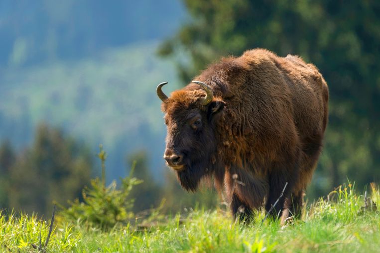 De Europese bizon, ook wel wisent genoemd, maakt opnieuw zijn intrede in Nederland. Beeld © R. Kaufung