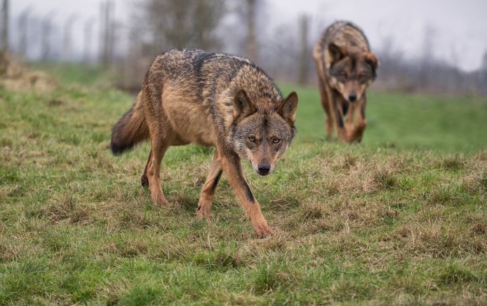 De wolf rukt op: afgelopen weekend werd een vierde roedel waargenomen op de Veluwe.