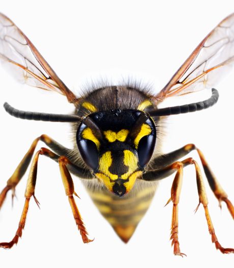 Nieuwsoverzicht | Dit zijn de grootste misverstanden over wespen - Drie mannen aangehouden in Raamsdonksveer na achtervolging