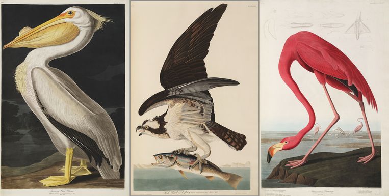 Illustraties JOHN JAMES AUDUBON Beeld Teylers Museum, Haarlem