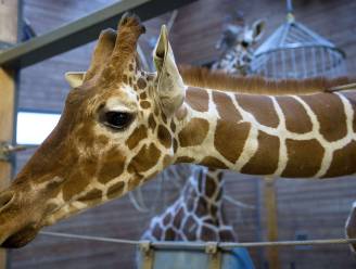 Schokkende beelden: zoo voedert gezonde giraf aan de leeuwen