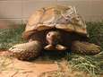 Dierenartsen herstellen gebroken schild van schildpad met lijm, schroeven en trekbandjes