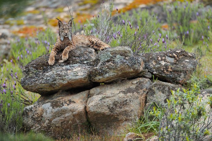 De lynx, hier de Spaanse variant in een park in Andalusië.