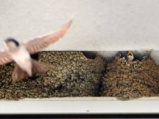 Lezing over het proces voorafgaand aan het kweken van vogels