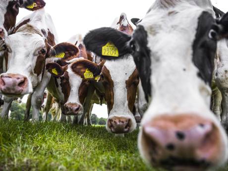 Landbouwminister wil nieuwe norm: maximaal aantal koeien per weiland