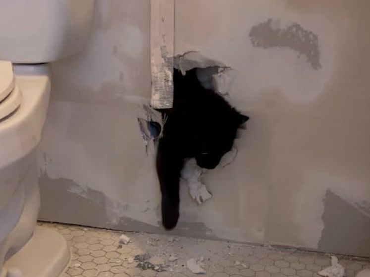 Vrouw bevrijdt kat die bouwvakkers opsloten achter muur
