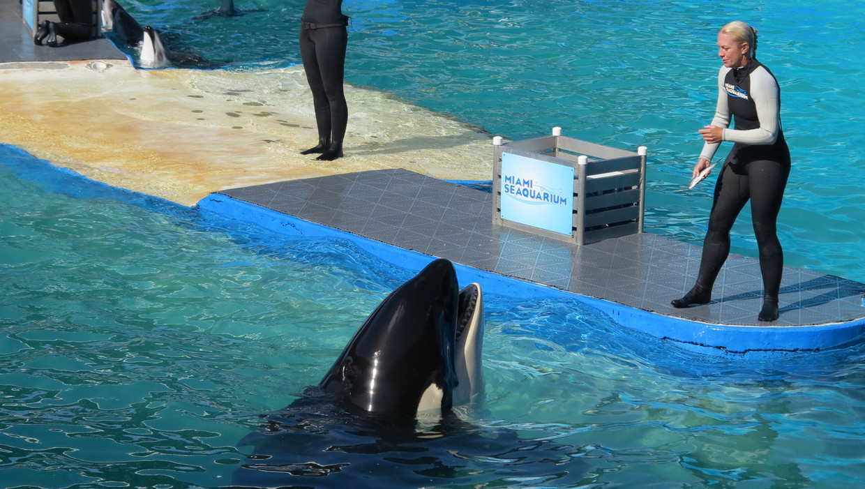 Orka Lolita in 2013 tijdens een show in het Miami Seaquarium. Sinds deze zomer mogen de trainers van Lolita geen kunstjes meer doen in het water. Beeld Foto SR