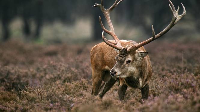 Let op! Grotere kans op wildaanrijdingen dit weekend