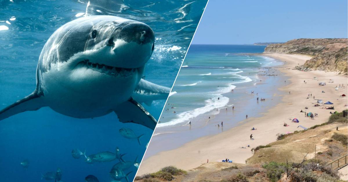 He was seriously injured in a shark attack on a surf beach in Australia  outside