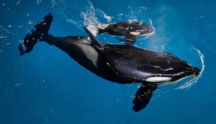 SeaWorld San Antonio