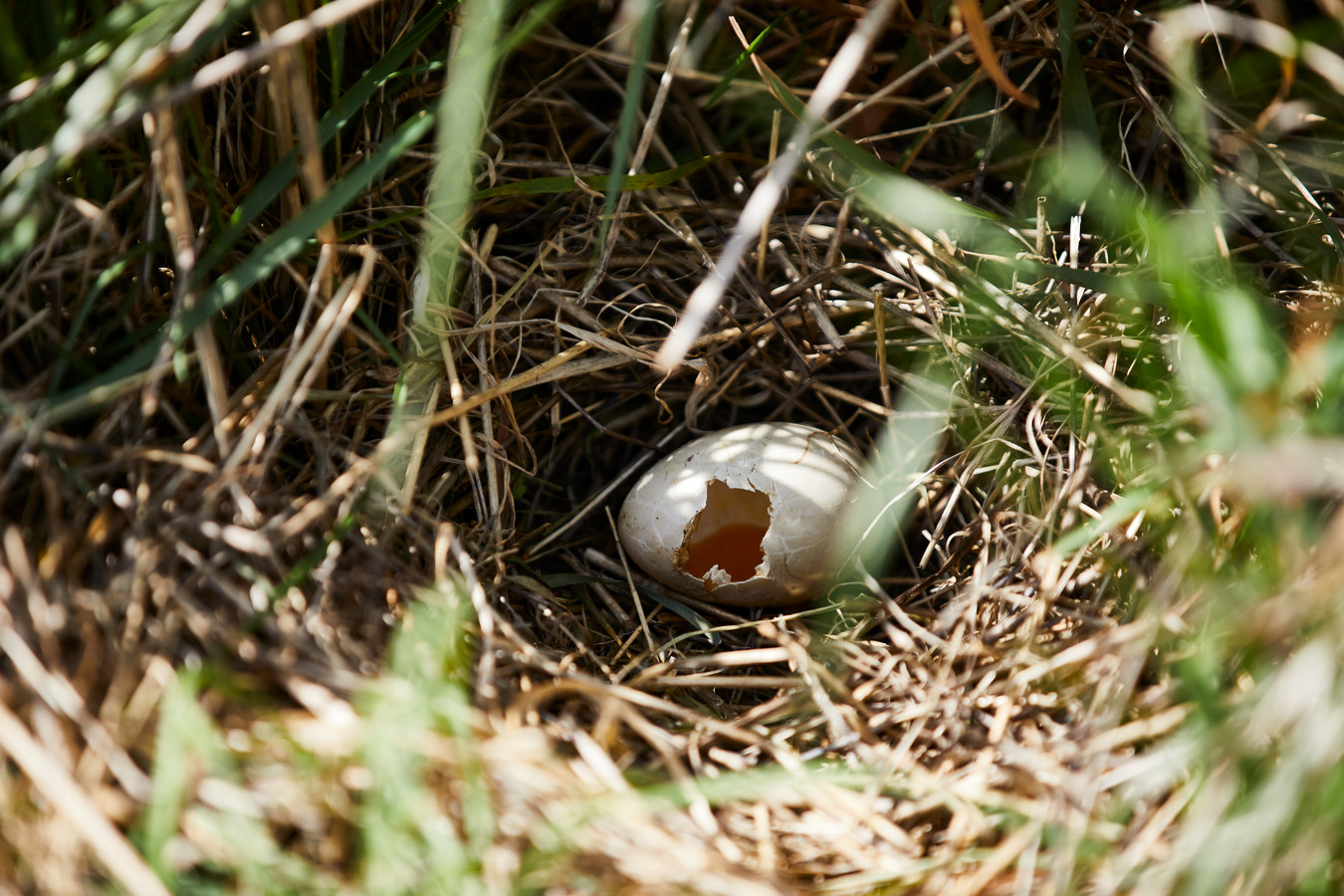 Een ei in één van de nesten van slobeenden, die ook in het weidevogel gebied van de Voorsterklei broeden.