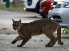 Une Américaine attaque un puma à mains nues pour sauver son fils de 5 ans 