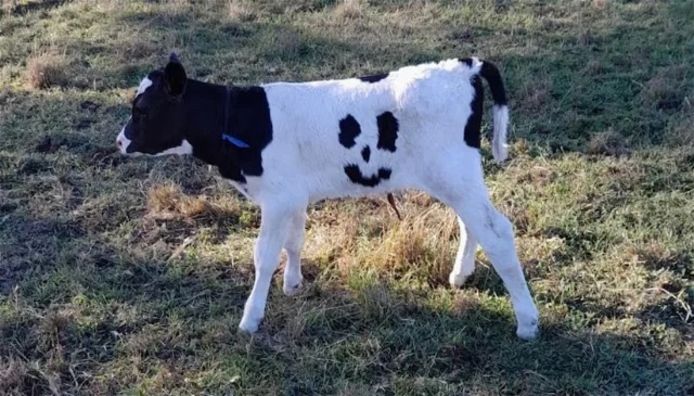 De zwarte vlekjes van kalfje Happy vormen onmiskenbaar twee ogen, een neus en een lachende mond, kortweg: een smiley.