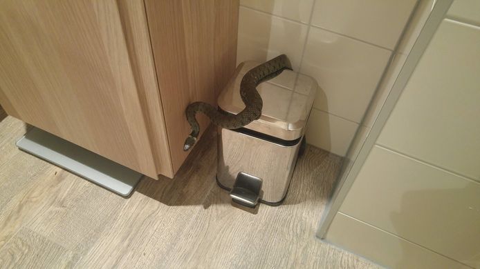De slang op het toilet in Renkum.