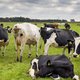 Een alternatief stikstofplan: maximum aantal dieren per hectare