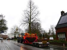 Nieuwe plek voor drie imposante lindebomen in Haaksbergen