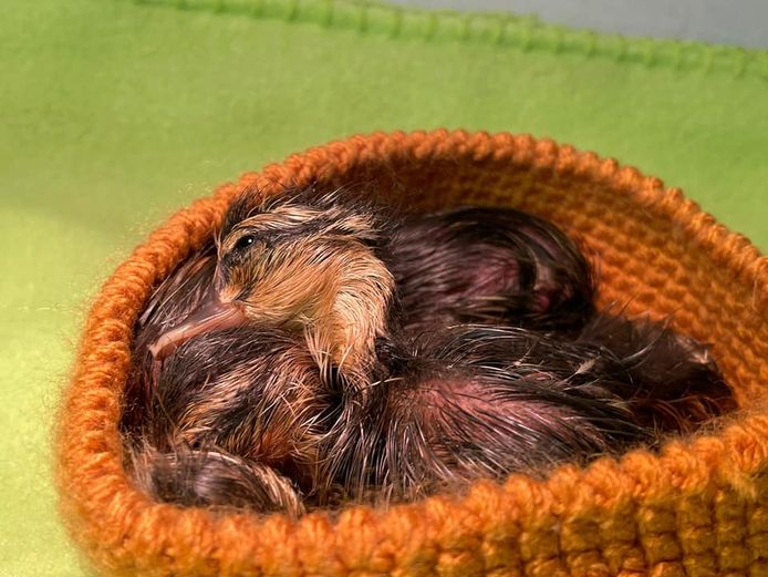 Eight tiny ducklings were taken to the shelter after the incident.