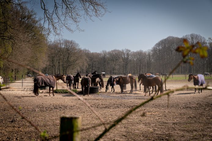 Er heerst rhinopneumonie, een besmettelijke virus, op het paardenpension De Snippervlucht in Doorwerth.