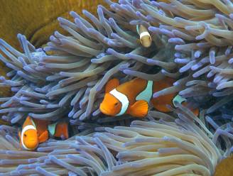 Australië legt half miljard op tafel voor herstel van Great Barrier Reef