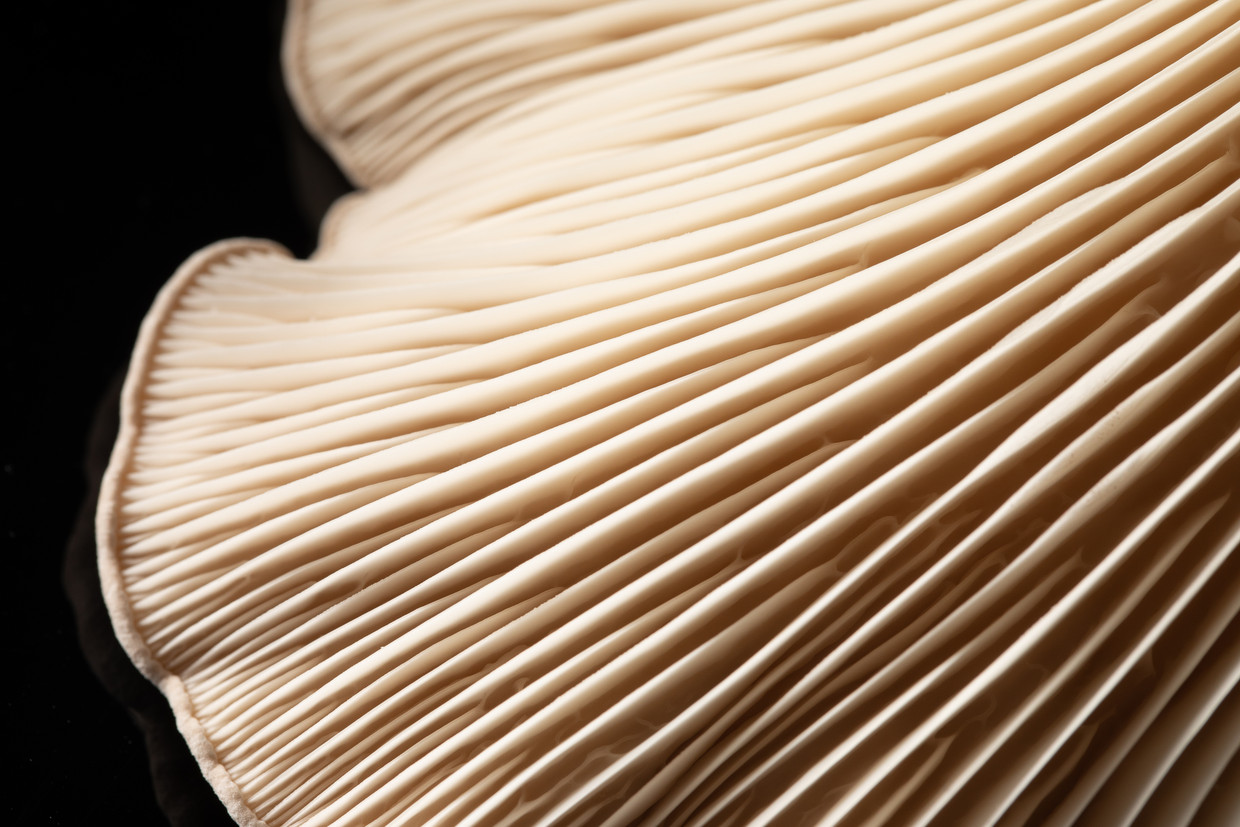 Close up macro abstract background of oyster mushrooms texture on black background. Selective focus mushroom pattern Beeld colourbox
