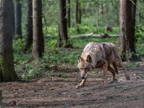 Elf dode lammetjes in Limburg: schapenboeren vrezen wolf