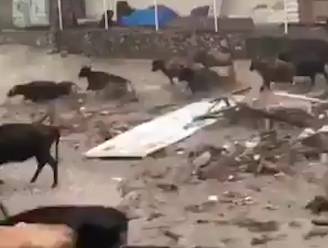 Hallucinante beelden: runderen vluchten door straten voor plotse zware overstroming in Dagestan