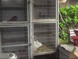 Jolanda vangt dieren op in haar eigen huis