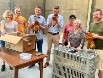 Kippenactie opnieuw groot succes: 343 kippen vinden nieuw thuis
