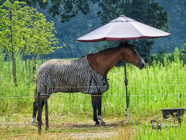 Dit paard kon in ieder geval (deels) in de schaduw staan met dank aan een parasol.  Beeld Cristel Vercammen