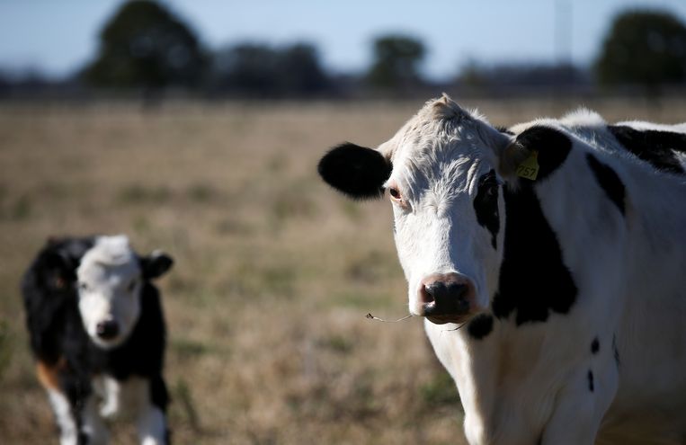 Een koe en een kalfje op een boerderij in Lujan, omgeving Buenos Aires, Argentinië. Beeld Reuters