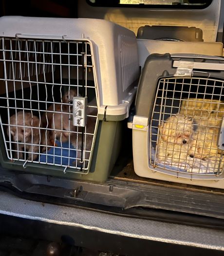 Veertien puppy’s in beslag genomen bij illegale hondenhandelaar en naar veilige plek gebracht