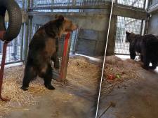 Bosnische beer Mila veilig in Rhenen aangekomen: ‘Ze is nieuwsgierig, dat is altijd een goed teken’