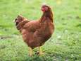 Voedselagentschap legt particuliere kippenhouders maatregelen op na vaststelling besmettelijk virus