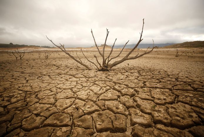 Afgestorven restanten van een struik staan in de opgedroogde modder bij de Theewaterskloof dam in de buurt van Kaapstad, Zuid-Afrika. Foto Mike Hutchings