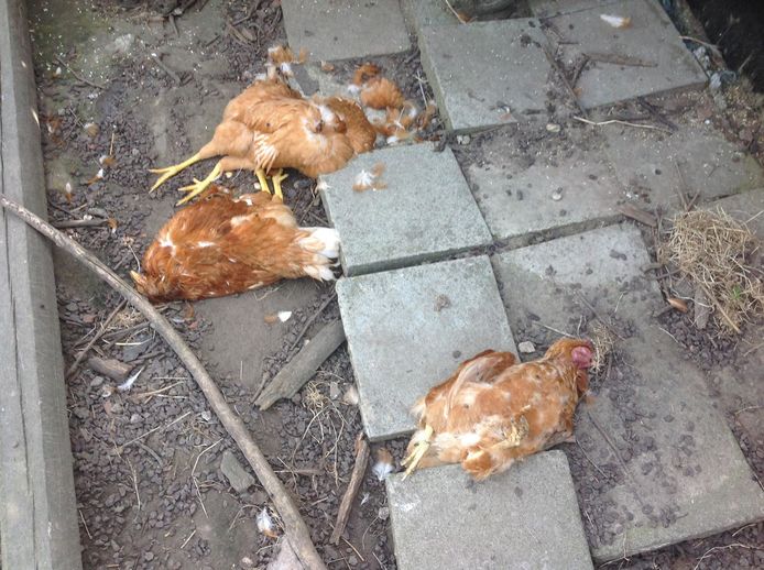 Vos dringt ren binnen en doodt twaalf kippen: “We kunnen ze toch niet elke avond ophokken?” | | hln.be