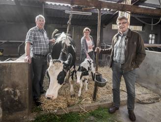 Toevallige passant zet kalfje op de wereld