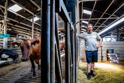Boer Peter moet zijn stal vernieuwen, maar niemand weet hoe: ‘Een staaltje onbehoorlijk bestuur’
