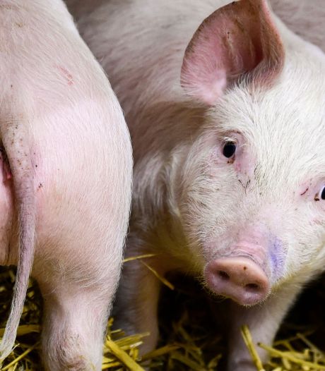Des chercheurs apprennent à comprendre les sentiments des cochons à partir de leurs sons