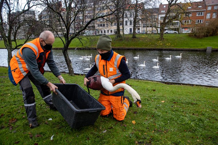 Ter preventie van de vogelgriep werden in Brugge meer dan honderd wilde zwanen gevangen en binnengezet. Beeld BELGA