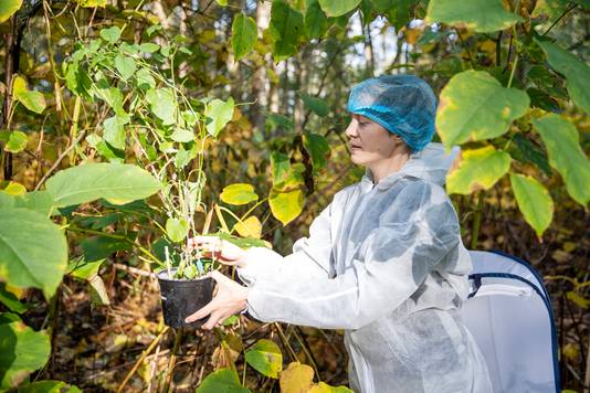 Lage Mierde - Biologe Suzanne Lommen zet de bladvlooien uit op een stuk grond van Landgoed Wellenseind. Na afloop doet ze de overall uit. Zo voorkomt ze dat er insecten via haar kleding meeliften naar een andere plek.