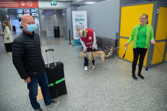 Op de luchthaven van Helsinki worden honden ingezet om coronapatiënten op te sporen.