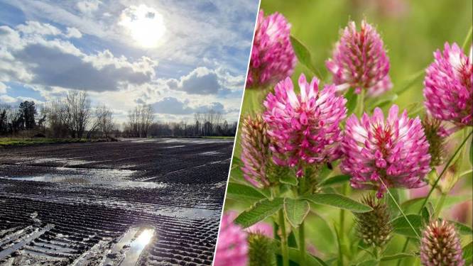 Braakliggende Nezo-site maakt tijdelijk plaats voor kleurrijke klaverweide