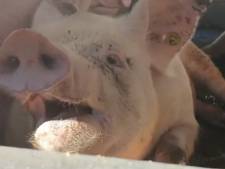 Opnieuw beelden van varkens met hittestress in stilstaande vrachtwagens bij Vion in Boxtel