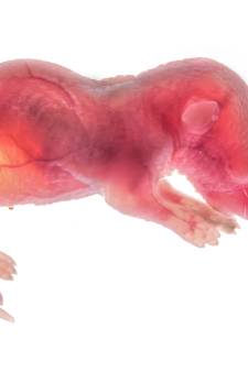 Rotterdamse wetenschappers maken zelf muizenembryo’s: ‘Ook stap naar mensen maken’