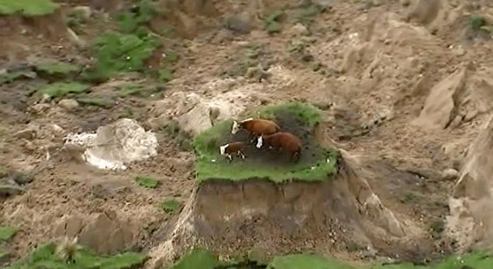 Deze foto van drie koeien die op een klein eilandje van gras staan ging de wereld rond na de aardbeving in Kaikoura in november 2016.